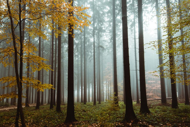 Autumn Landscape edited with free Capture One Styles