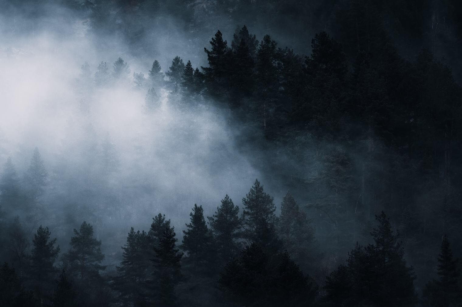 Dark and moody forest scene