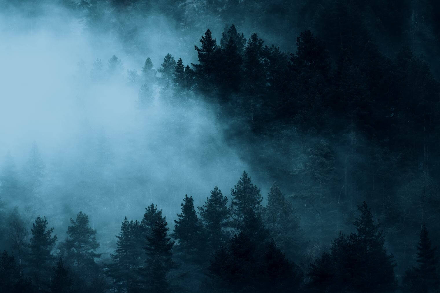Blue fog over forest