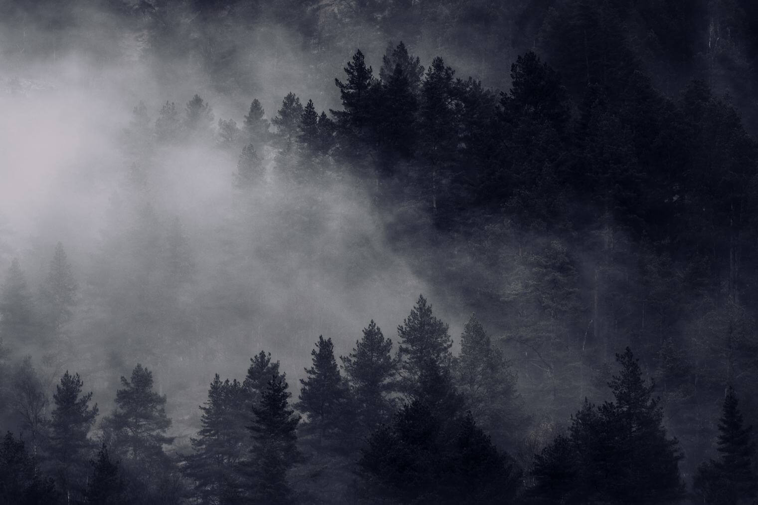 Foggy forest with clouds