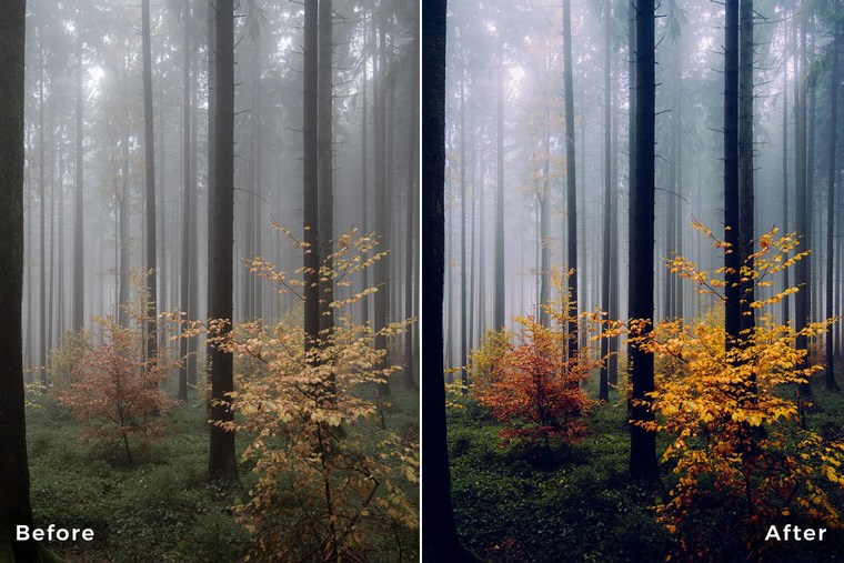 Dark Autumn Forest Lightroom Presets