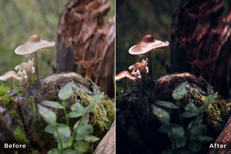 Macro Forest Lightroom Presets