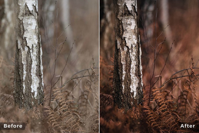 Moody Autumn Forest Lightroom Presets