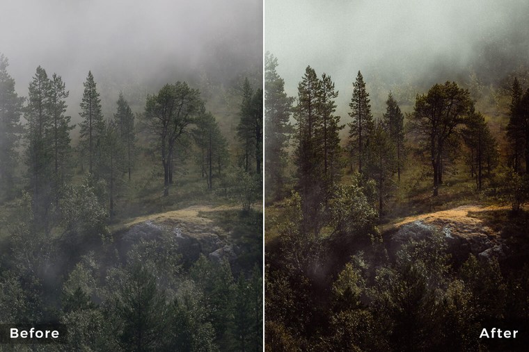 Autumn Forest Lightroom Presets