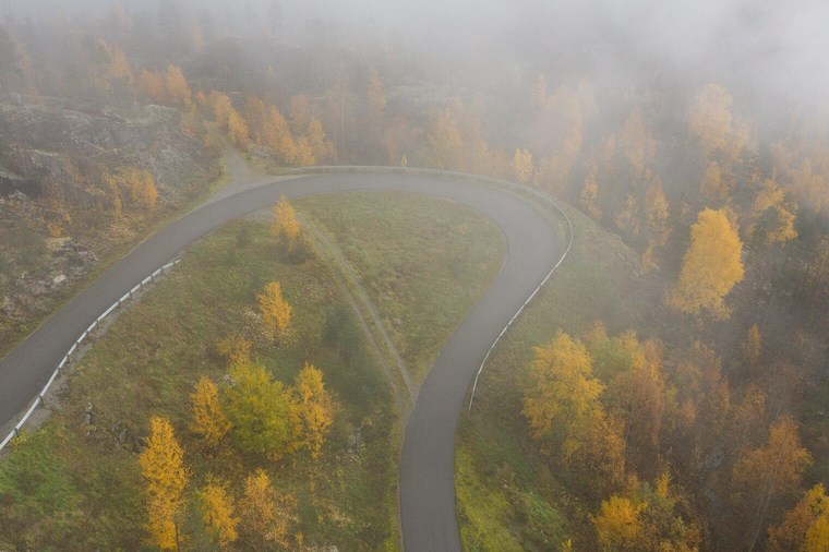 Unedited Forest Image