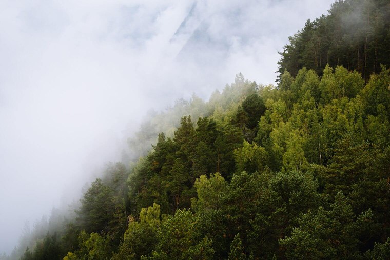 Forest Landscapes Lightroom Presets