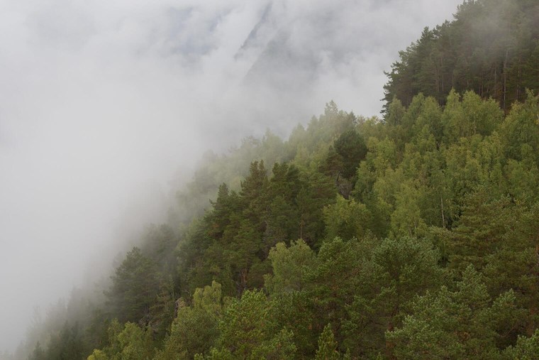 Unedited Forest Image