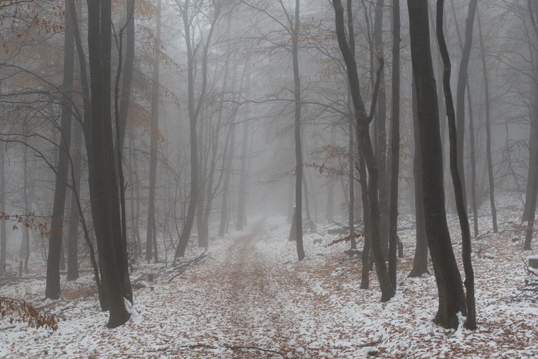 Unedited Forest Image