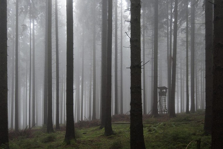 Unedited Forest Image