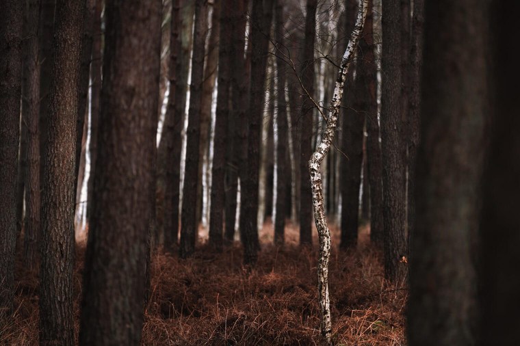 Moody Autumn Forest Lightroom Presets