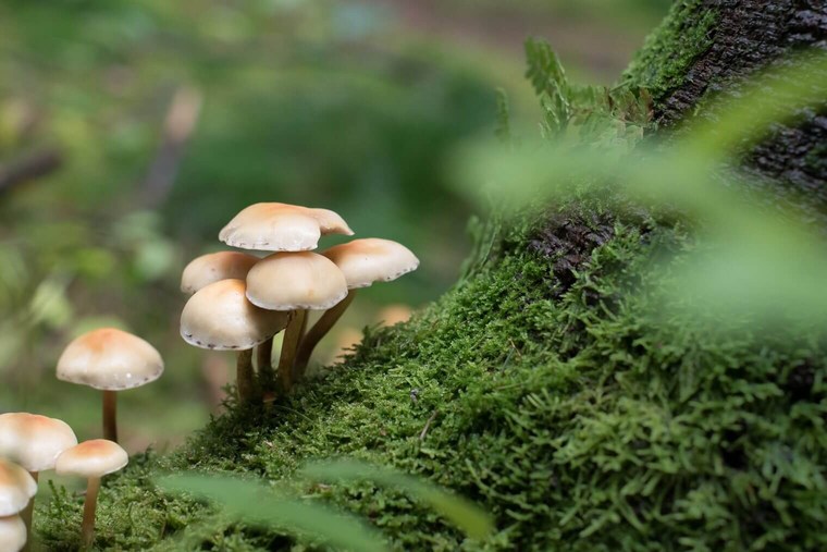 Unedited Forest Image