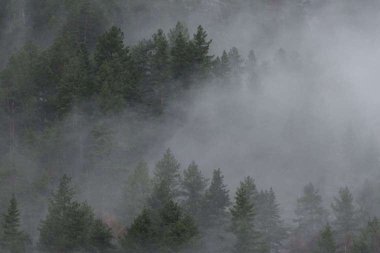 Unedited Forest Image