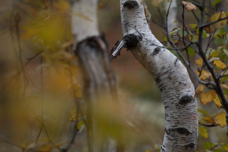 Unedited Forest Image