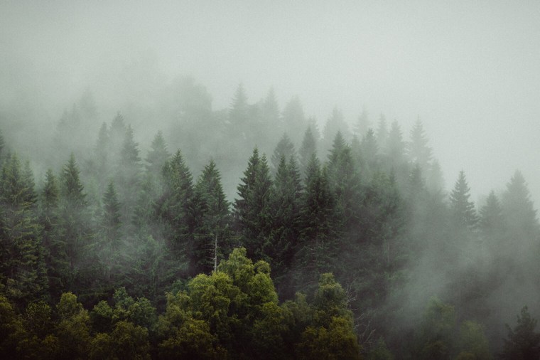 Lightroom Presets for Forest Landscapes - Look 1