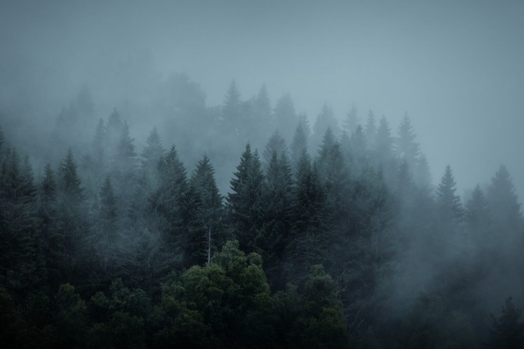 Lightroom Presets for Forest Landscapes - Look 4