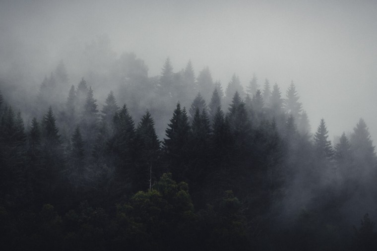 Lightroom Presets for Forest Landscapes - Look 5