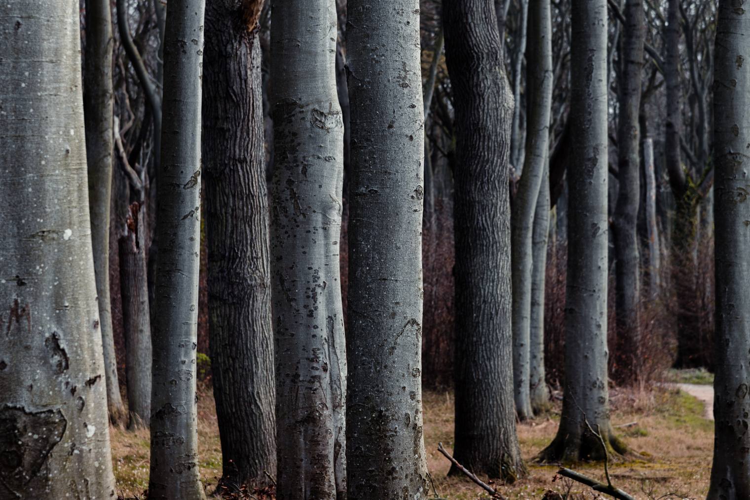 Forest landscape photo edited with Landscape Essentials Capture One Styles
