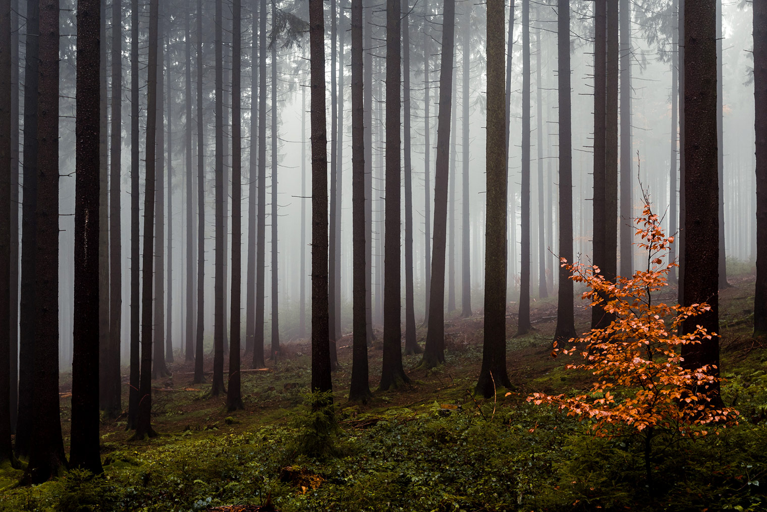 Forest landscape photo edited with Landscape Essentials Capture One Styles