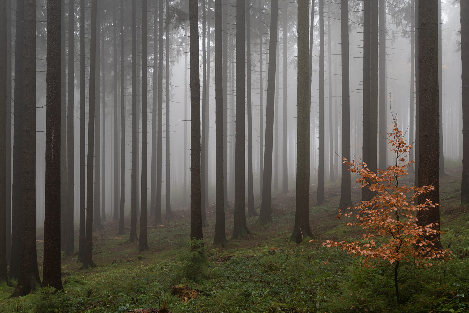 Original and unprocessed photo