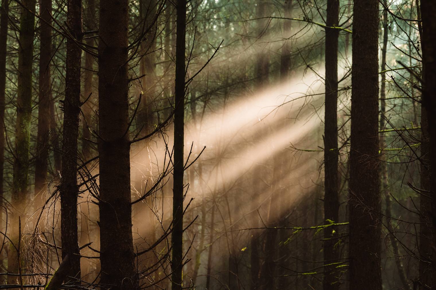 Forest landscape photo edited with Landscape Essentials Capture One Styles
