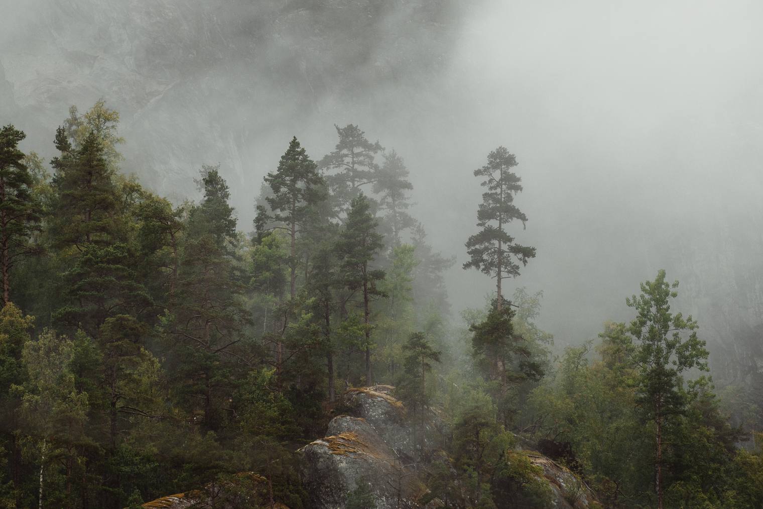 Forest landscape photo edited with Landscape Essentials Lightroom Presets