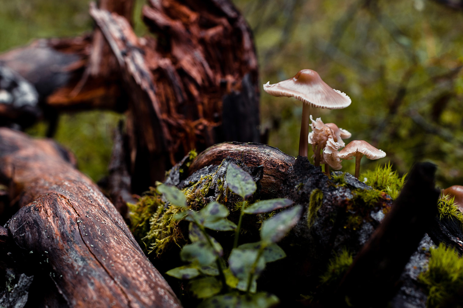 Forest landscape photo edited with Landscape Essentials Capture One Styles