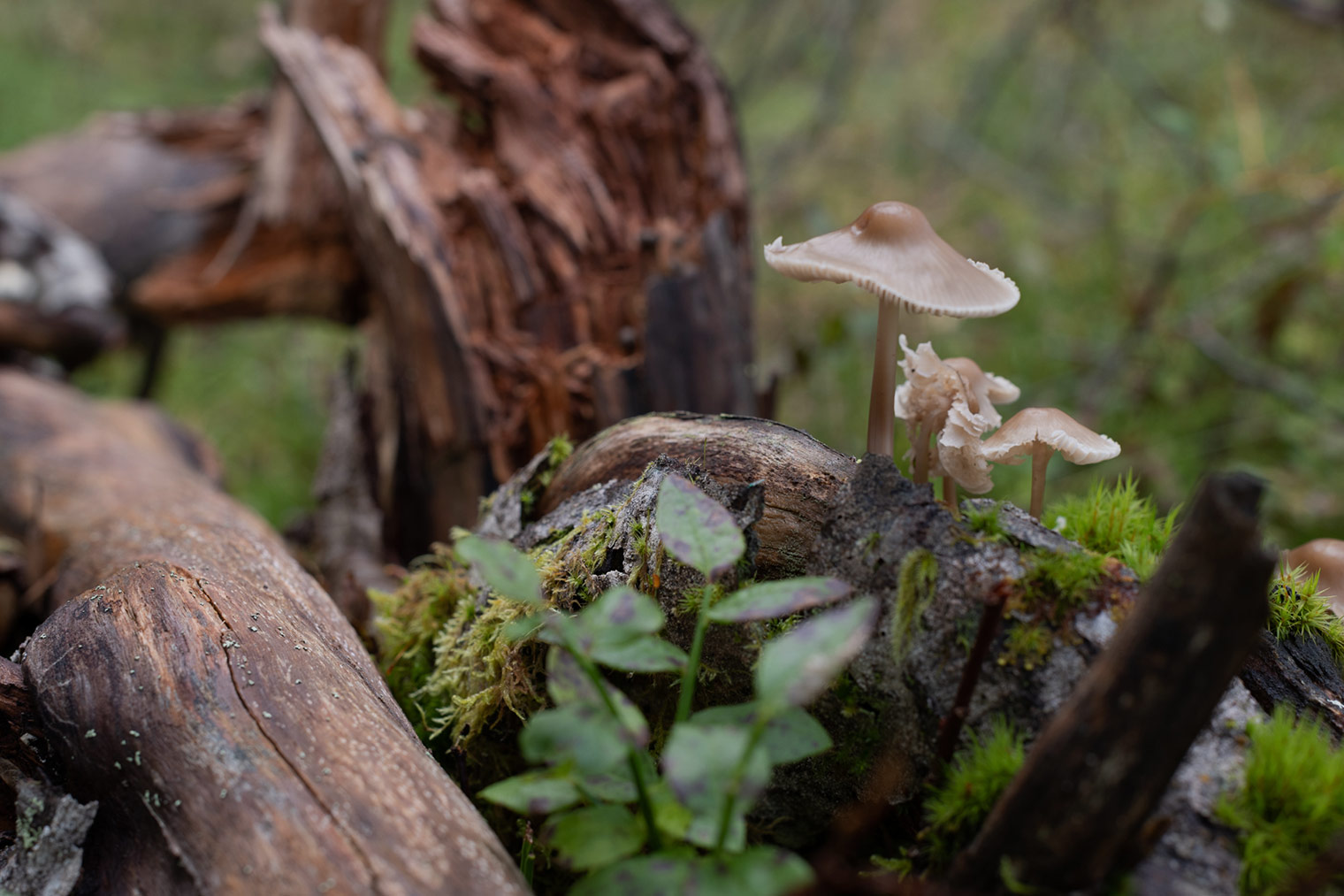 Original and unprocessed photo