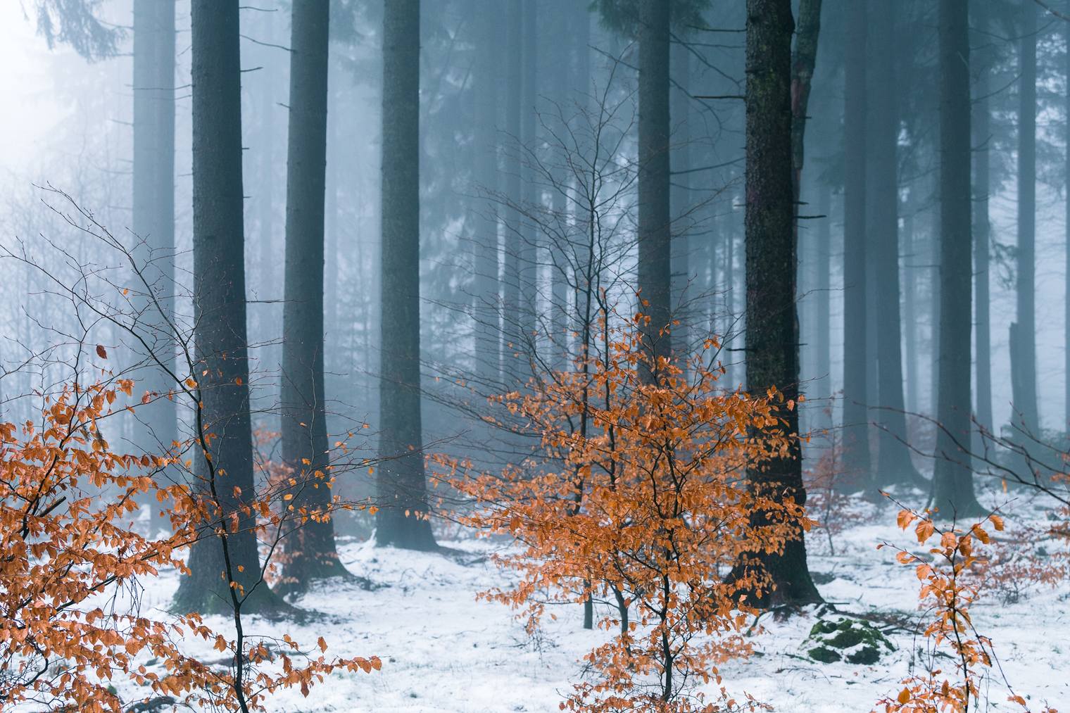 Photo edited with Capture One Styles for snowy winter landscapes