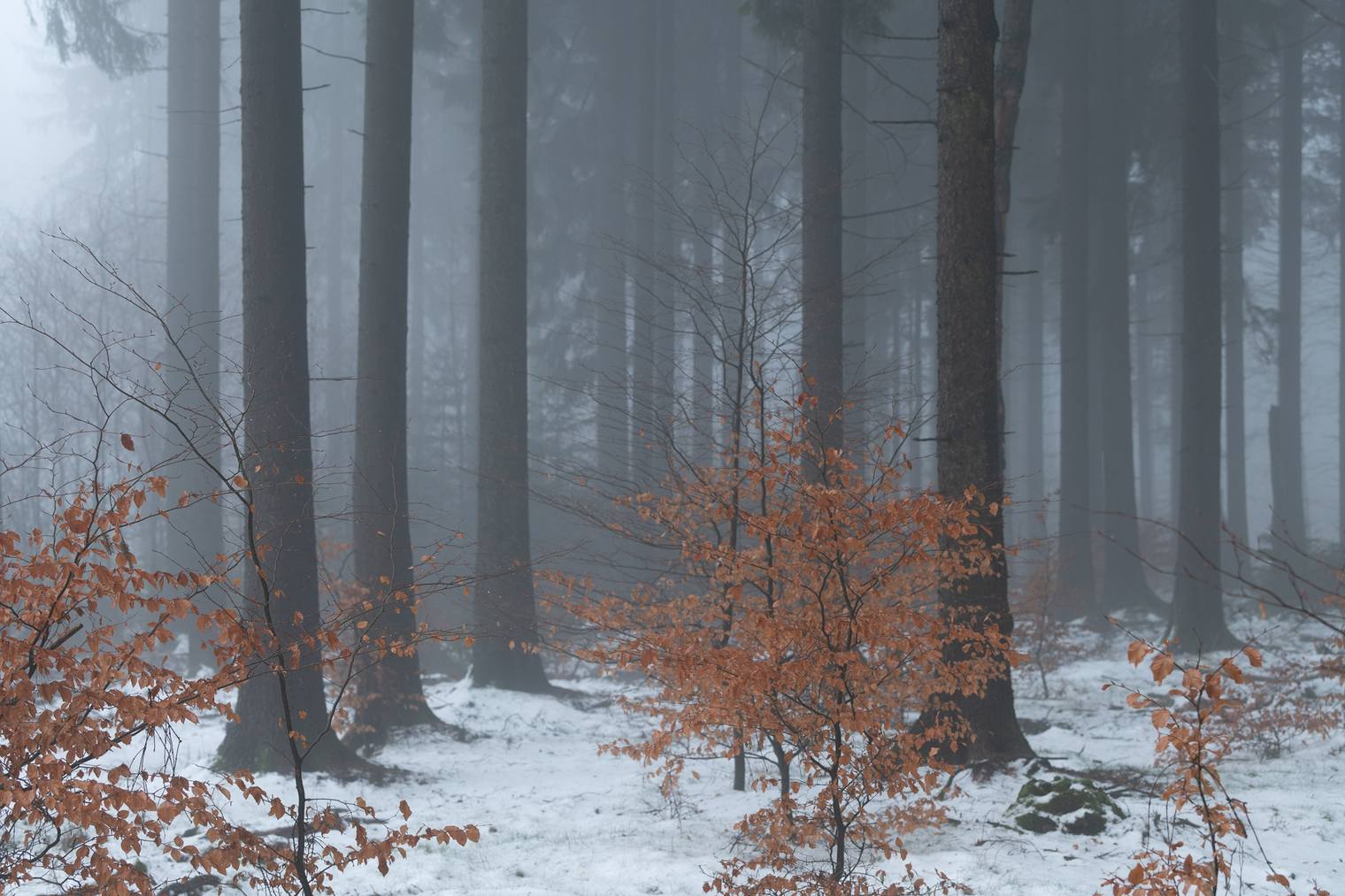 Original and unprocessed photo