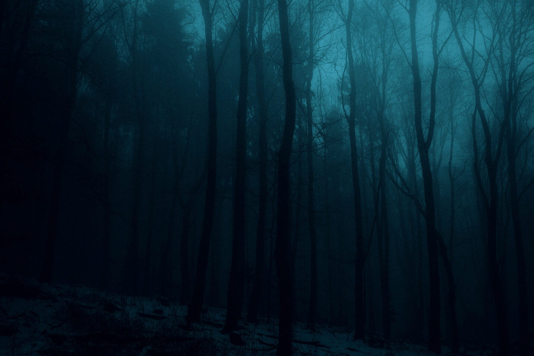 Dark and cinematic forest by Northlandscapes - Jan Erik Waider