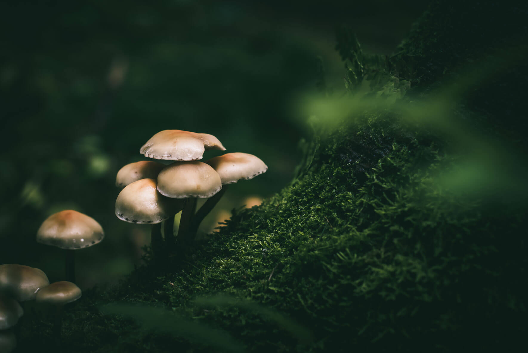 Mushrooms and moss on forest soil