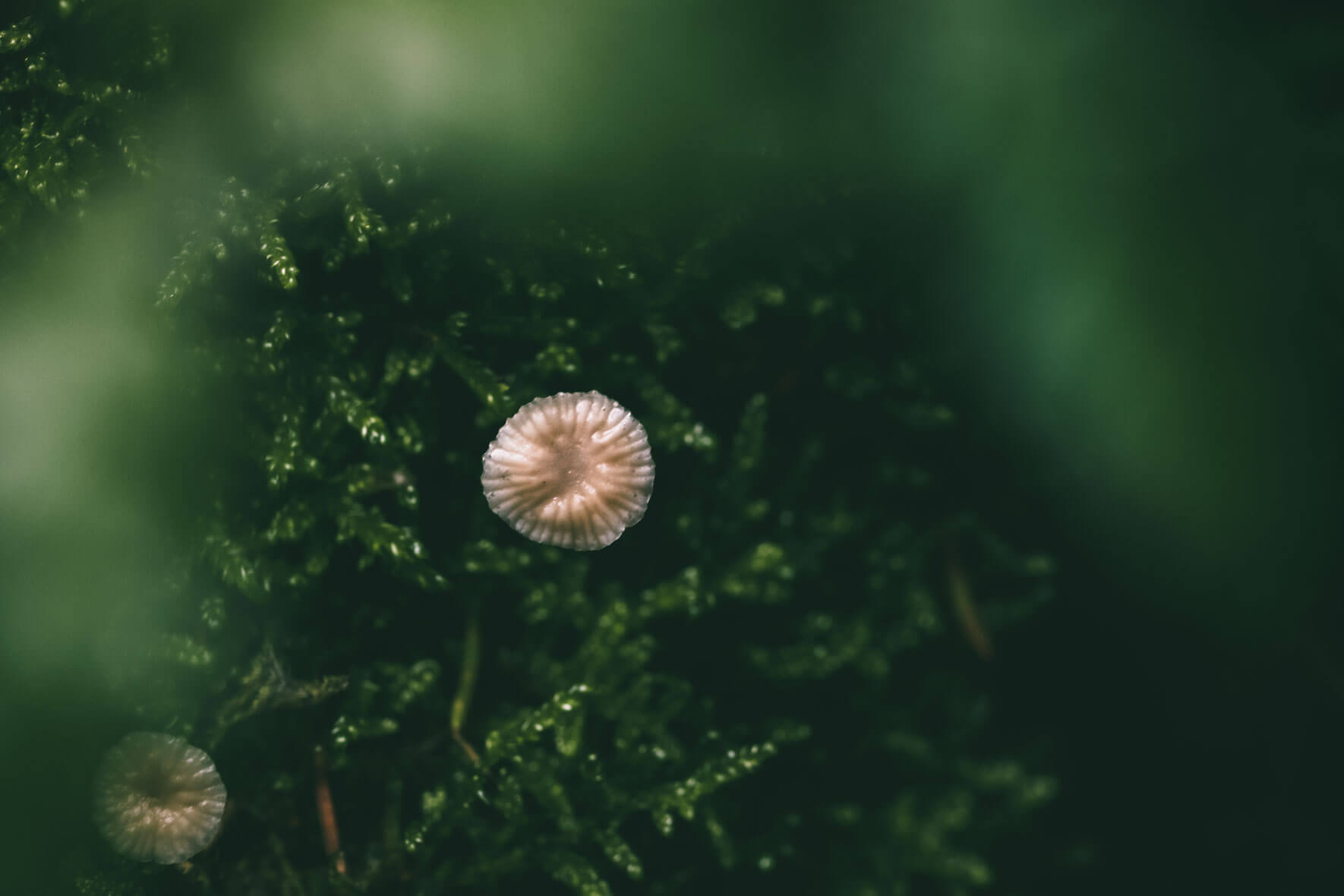 Macro shot of a fungus on moss