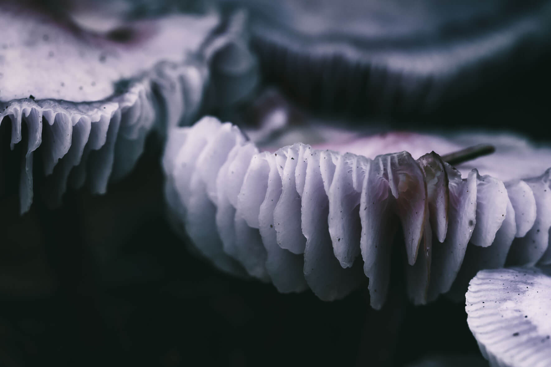 Abstract macro photograph of fungi