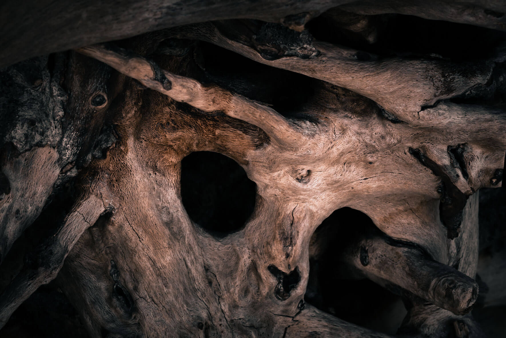 Abstract driftwood along the coastline of the Baltic Sea