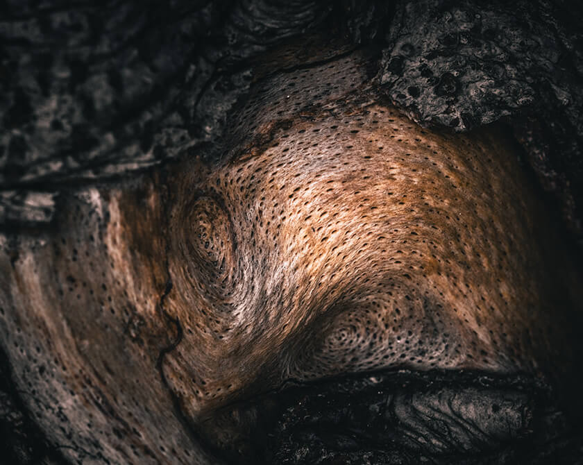 Abstract Macro Photography by Northlandscapes, Jan Erik Waider