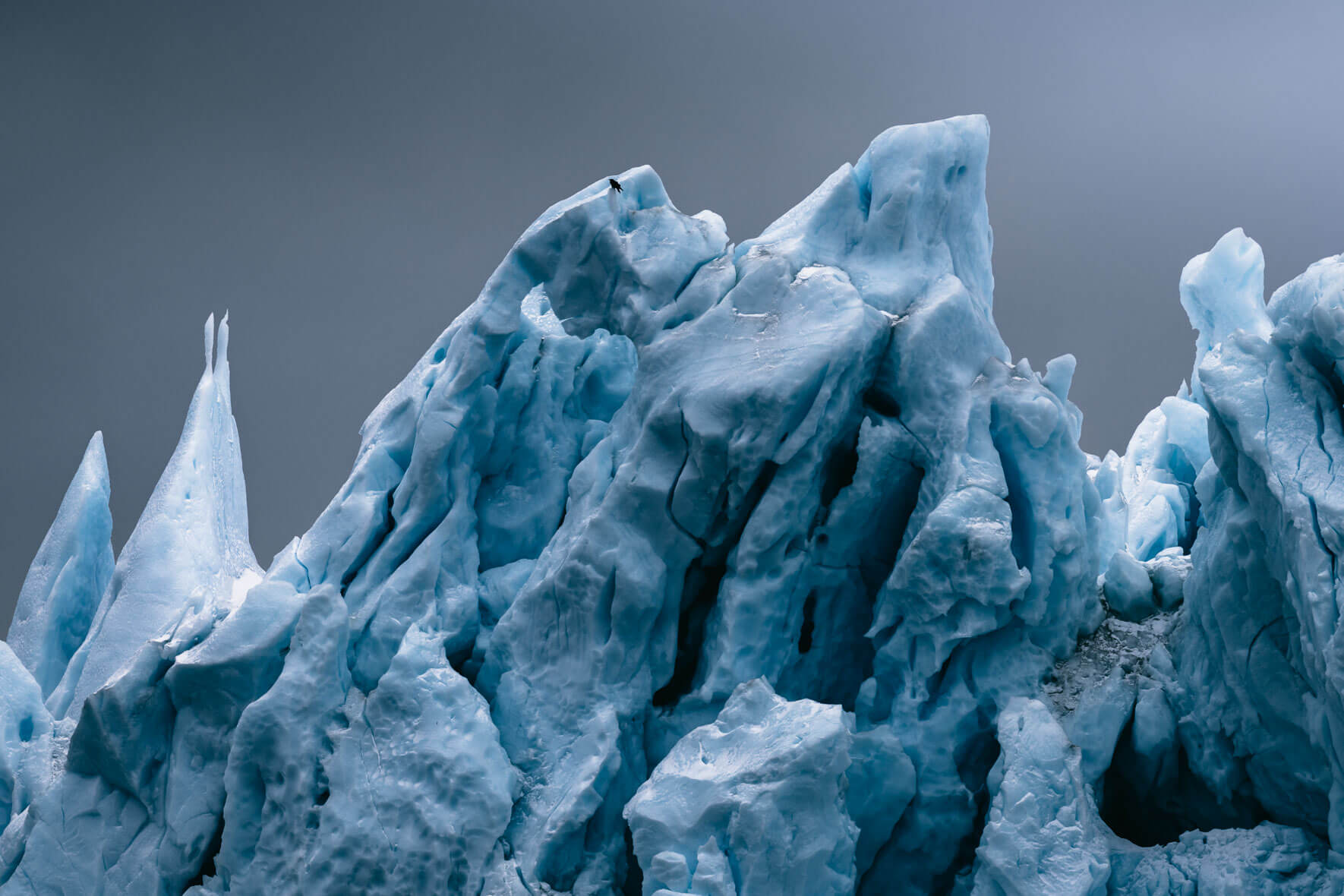 Raven on icebergs in the UNESCO Ilulissat Icefjord in Greenland