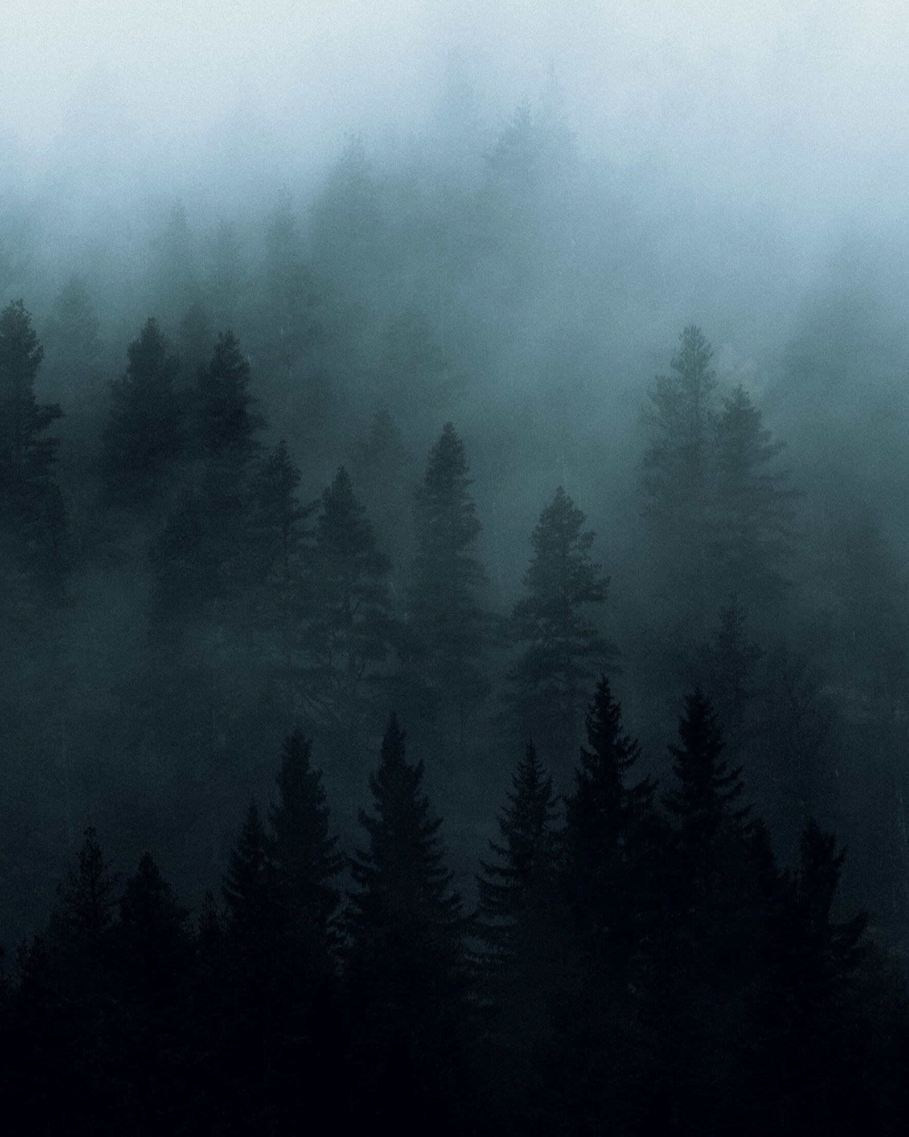 Dark and moody forest photography by Jan Erik Waider