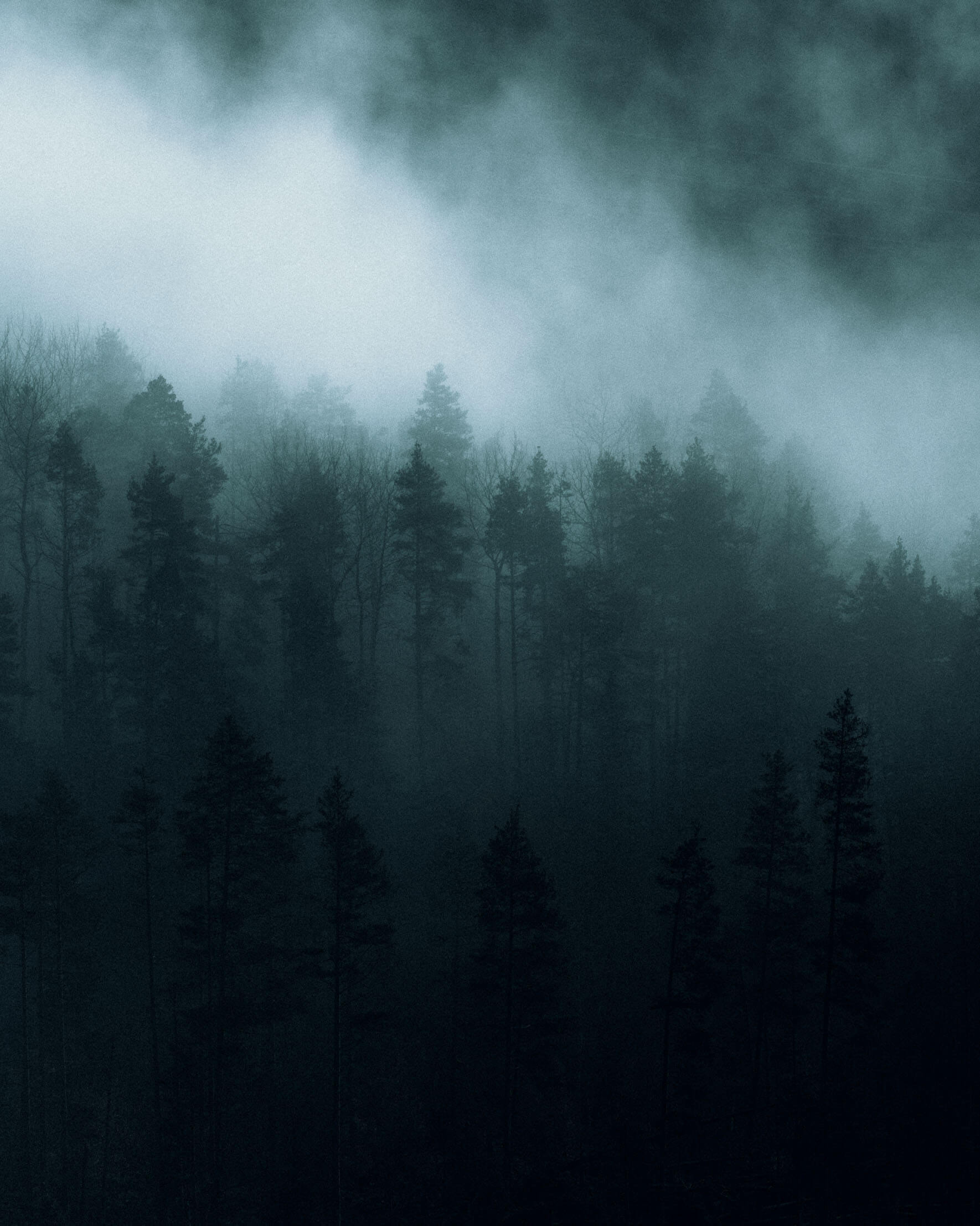 Dark and moody forest photography by Northlandscapes | Jan Erik Waider
