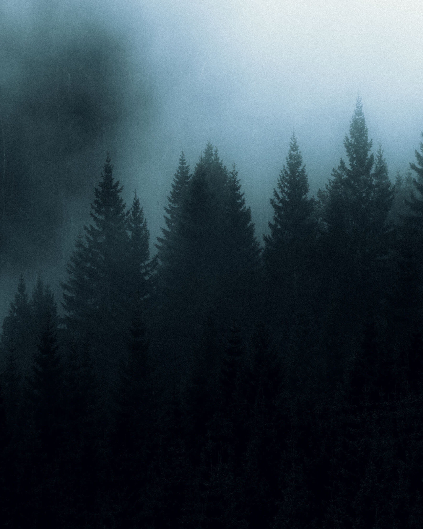 Dark forest with fog in Norway by Northlandscapes – Jan Erik Waider