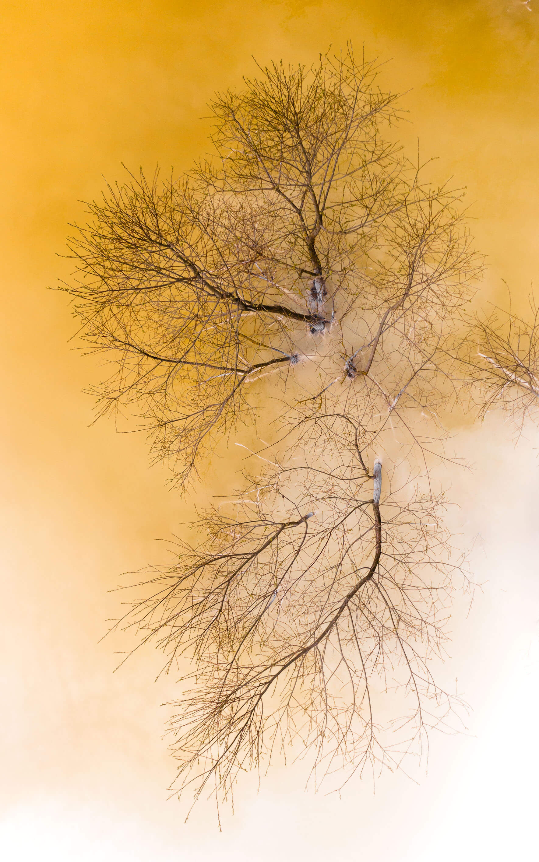 Chalk lake with dead tree on the island of Rügen