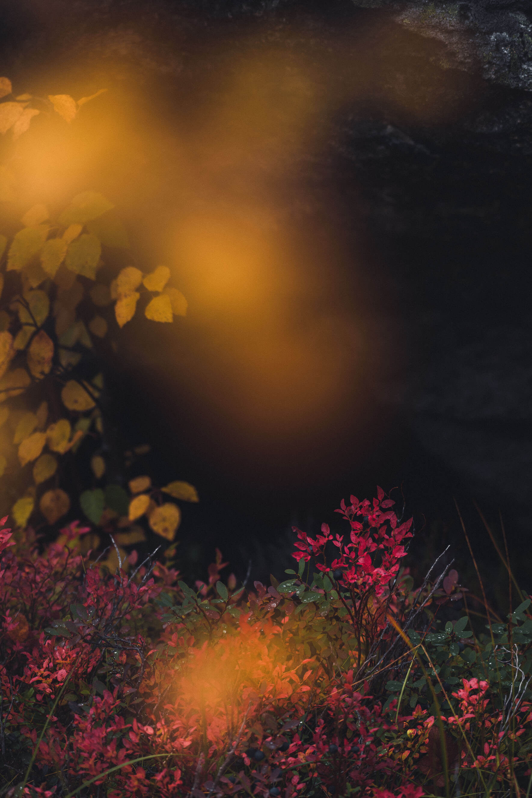 Moody and Colorful Autumn Forest