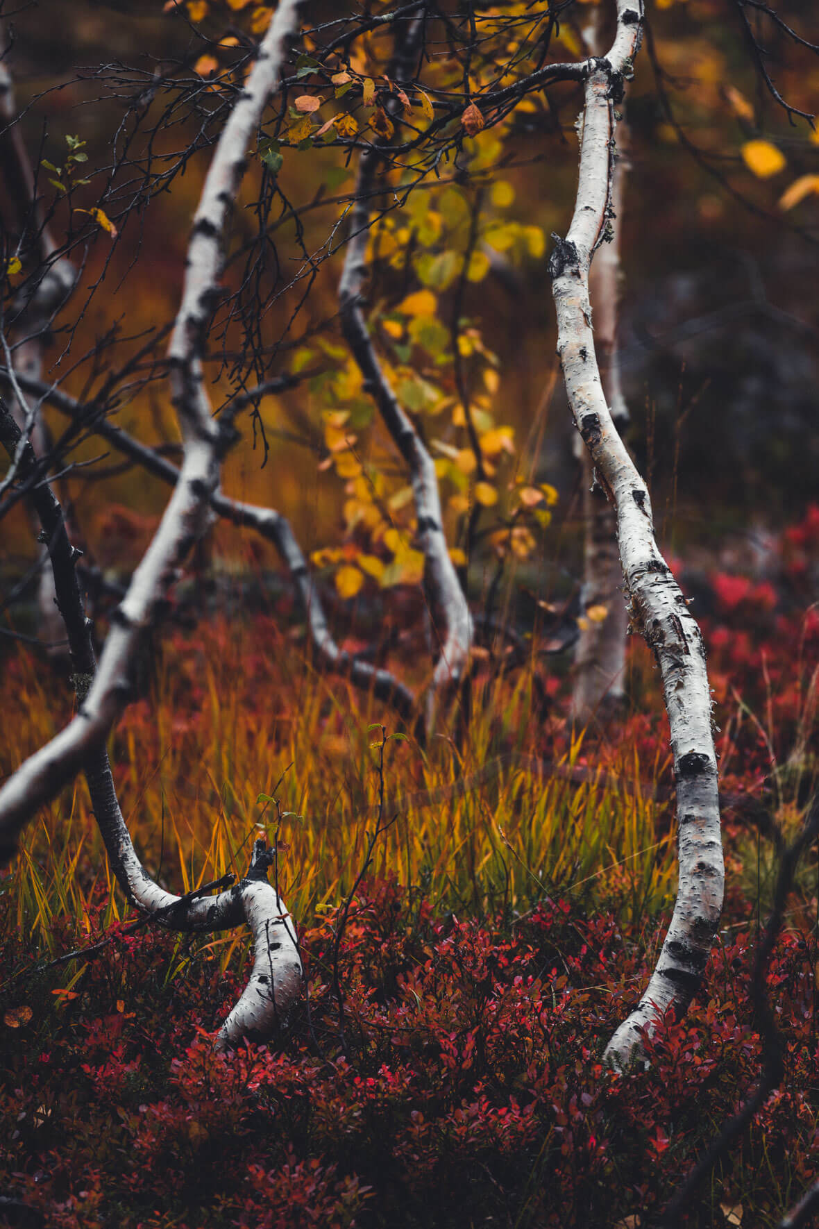 Birch Trees in Autumn Colors