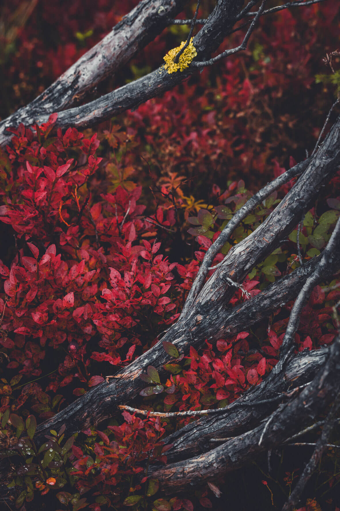 Red Leaves and old Wood in Autumn
