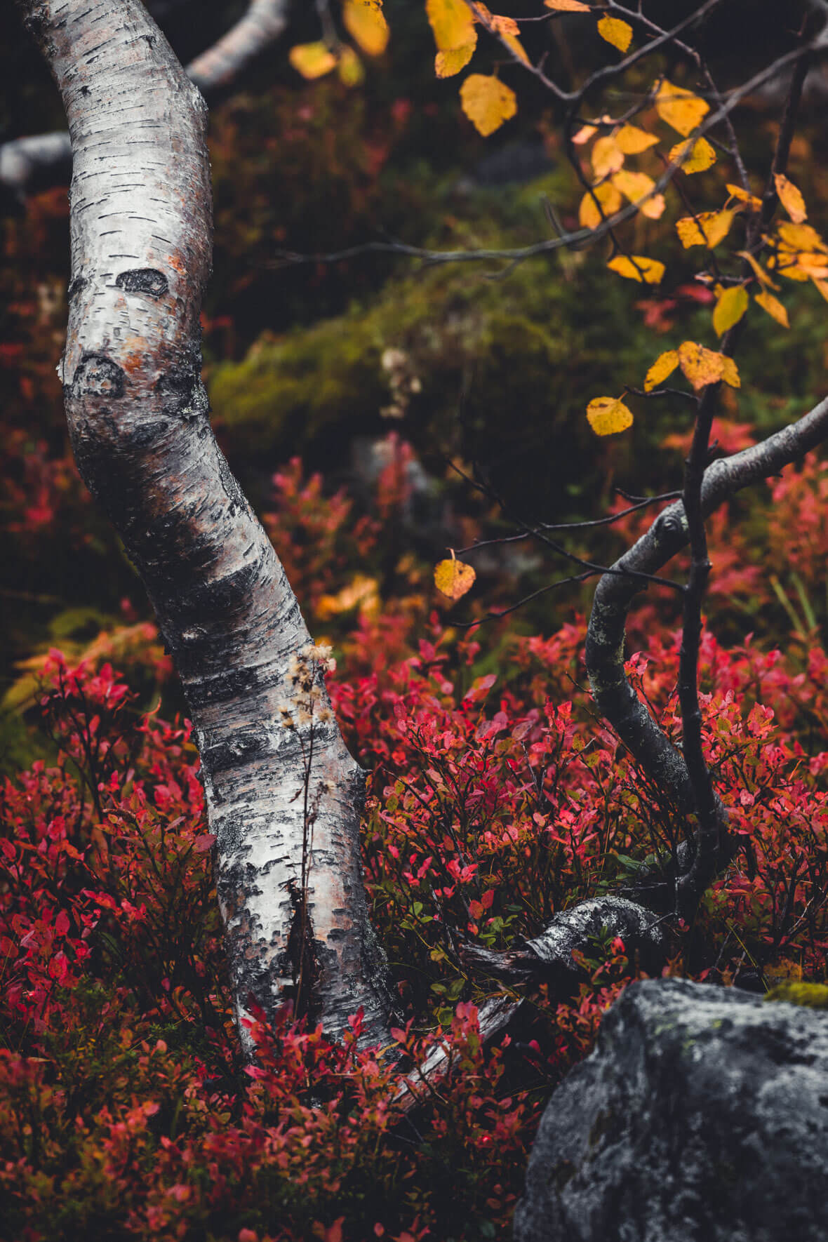 Birch Tree and Red Autumn Leaves