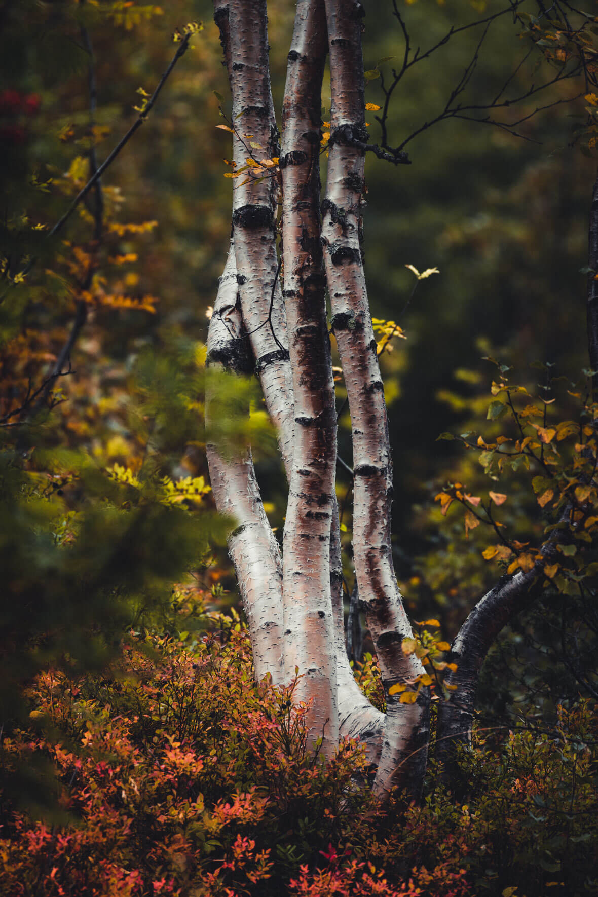 Birch Tree in Autumn Landscape
