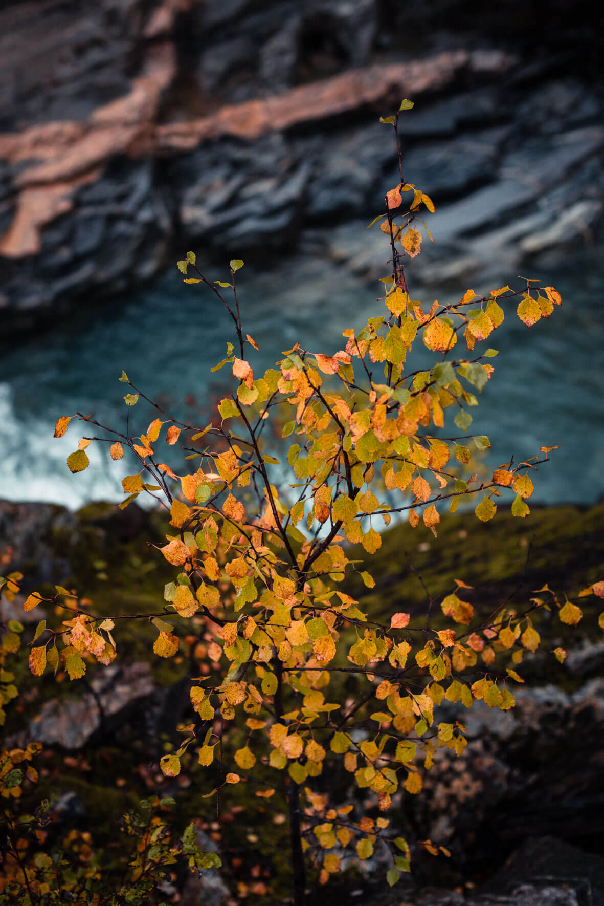 Birch Tree and Glacier River with Canyon