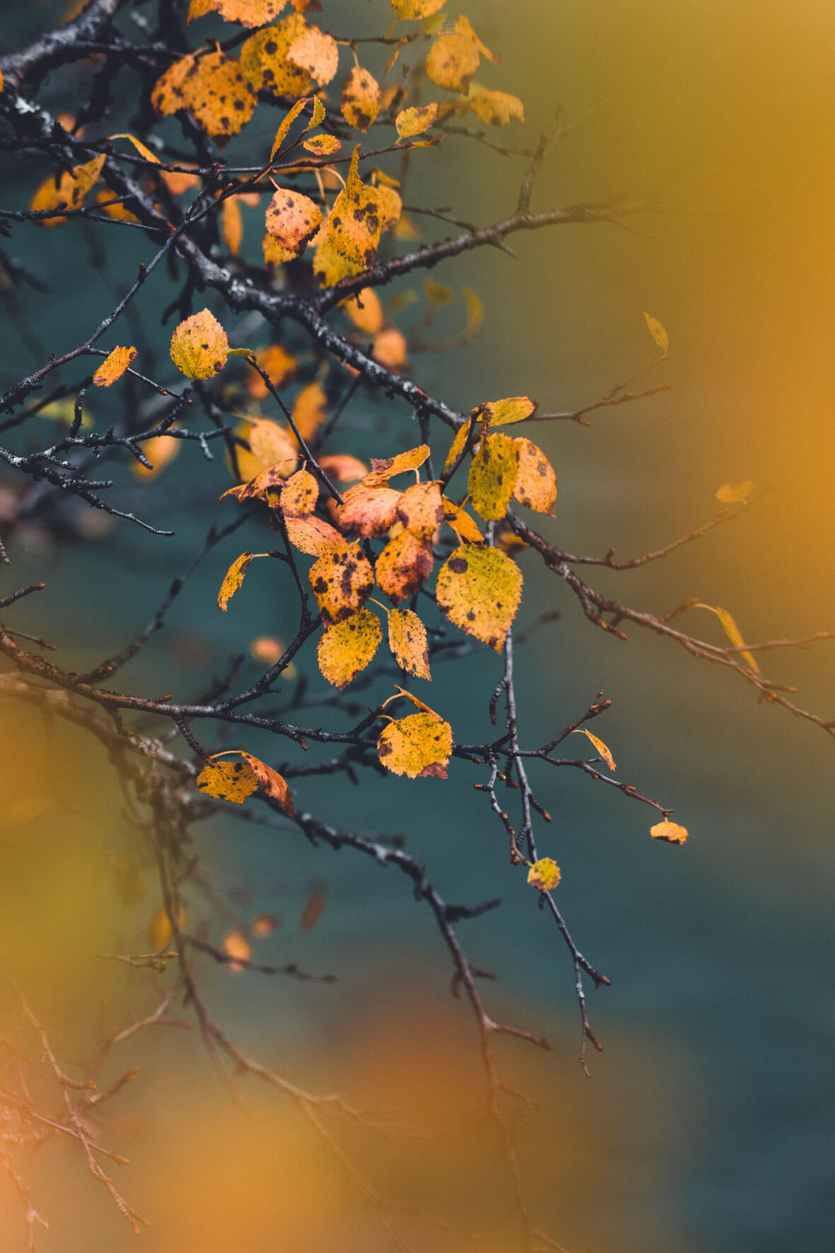Yellow Leaves with Canyon River in Background
