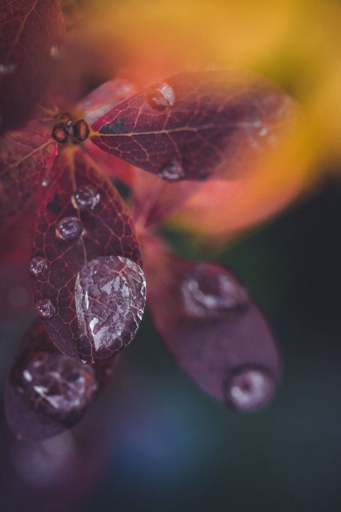 Closeup of Autumn Leaves with Waterdrop