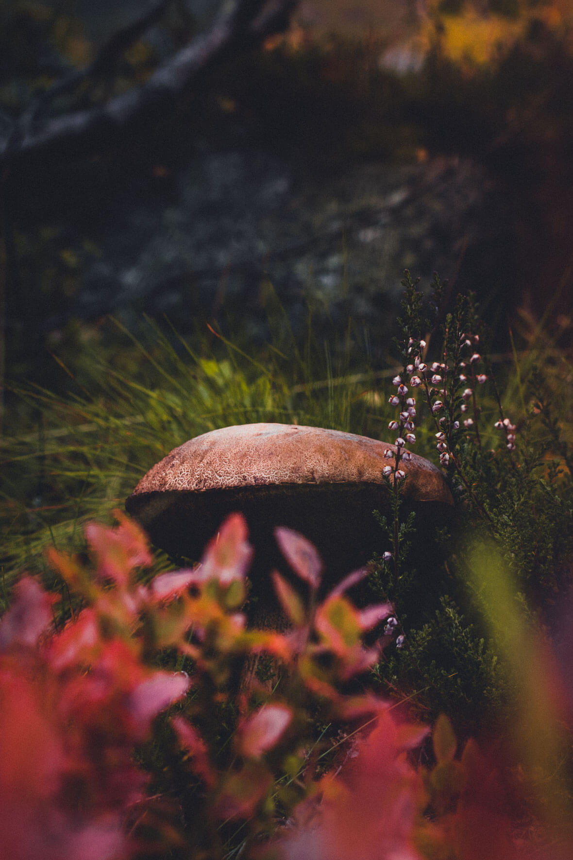 Closeup of Autumn Leaves with Mushroom