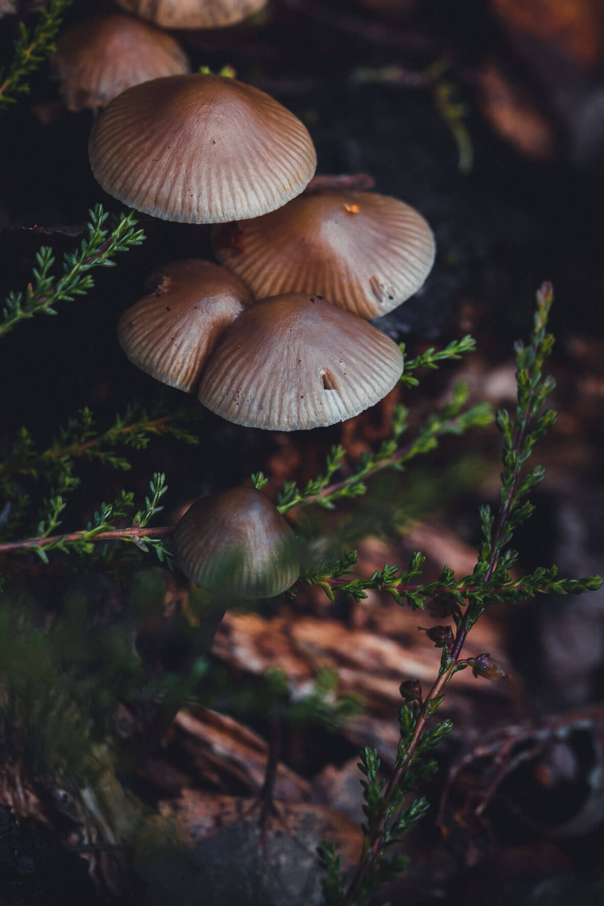 Mushrooms on Forest Floor in Autumn